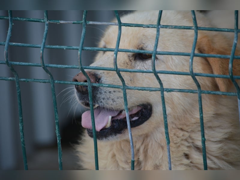 DUKE will nur noch raus, sehr lieber Mischling, ca. 2021 geboren