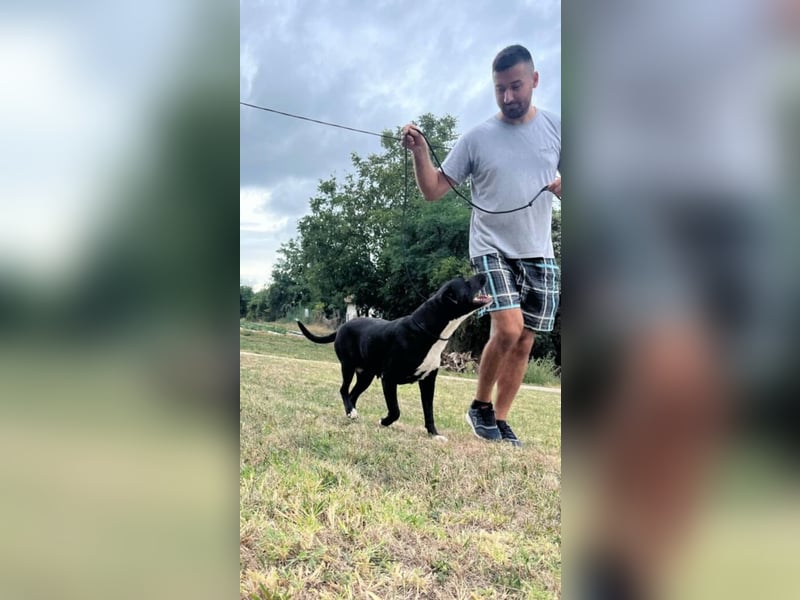 Mara, eine Hündin zum Verlieben