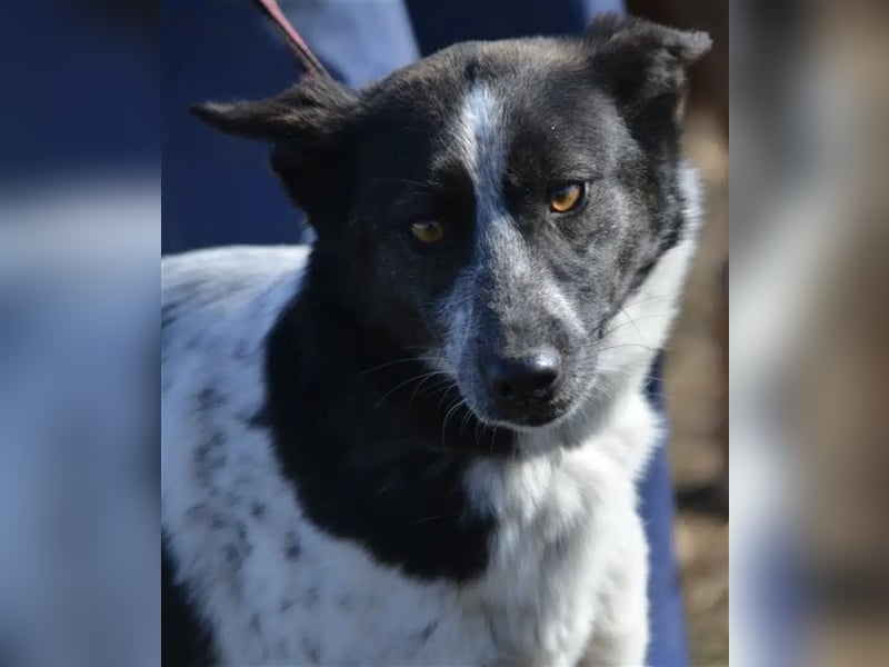 Rajko - Menschenbezogener und anhänglicher Rüde, ca. 2020 geboren