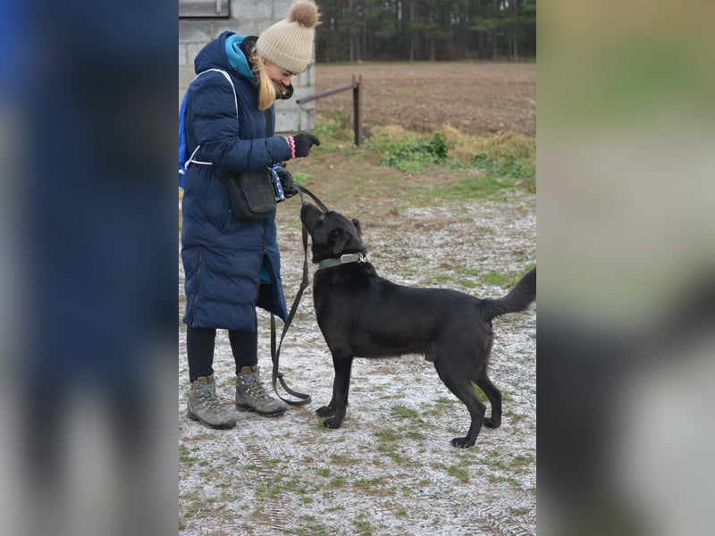 Lieber, gut verträglicher Labrador-Mischling KEFIR ca. 2021 geboren, gut verträglich