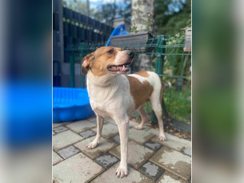 TINA, ca. 2-3 Jahre alt, gut verträglich, lieb, unkompliziert, menschenbezogen