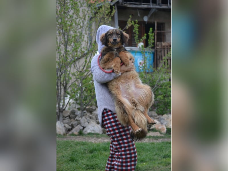 „Rudi“, ca. 01.2024 geboren, gut verträglich, noch sehr ängstlich. Braucht Sicherheit.