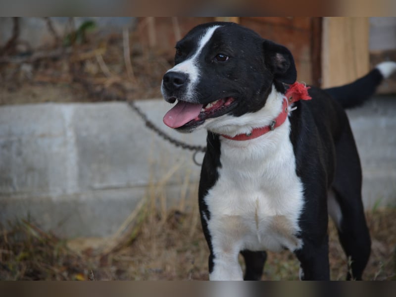 RESERVIERT- PEPPINO, ca. 2023, auch gut als Familienhund geeignet