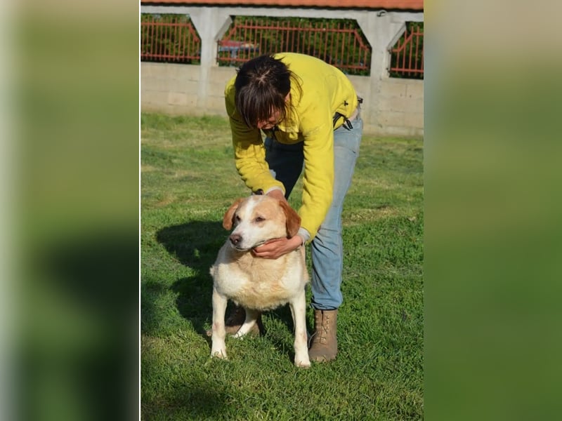 Lieber Mischlingsrüde „Jerry“, ca. 2017 geb., gut verträglich, kennt größere Kinder, sehr verschmust