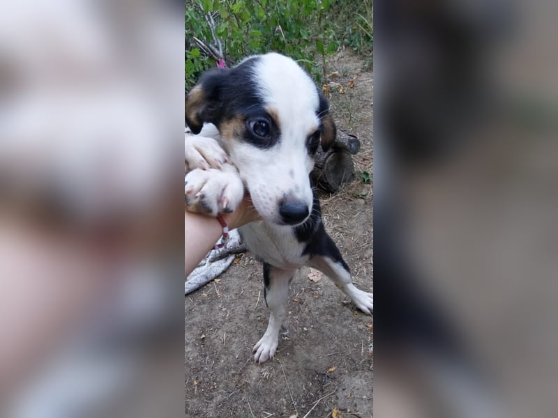 STELLA, ca, Juli 2025 geboren, sucht ein warmes Körbchen