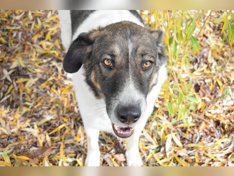 Traumhund „Shar“, kastriert, gut verträglich, kinderlieb, geht gut an der Leine