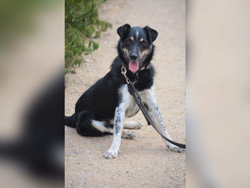 „Edek“, ca. 2019 geboren, sehr klug, intelligent, sucht Halter mit Führungsqualitäten.