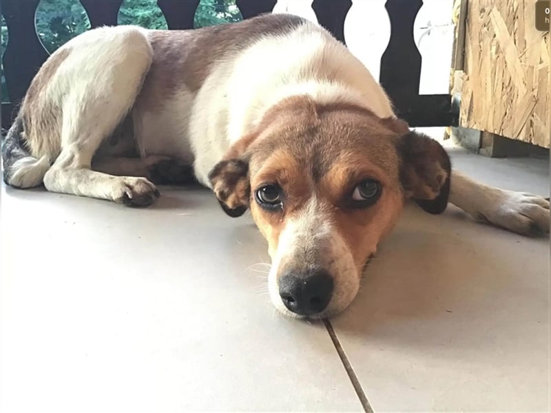 TINA, ca. 2-3 Jahre alt, gut verträglich, lieb, unkompliziert, menschenbezogen