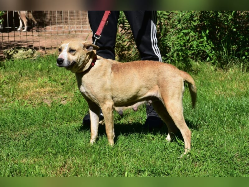 Hündin SYRAH, ca. 05.2021 geboren, wurde wahrscheinlich als Wurfhündin mißbraucht