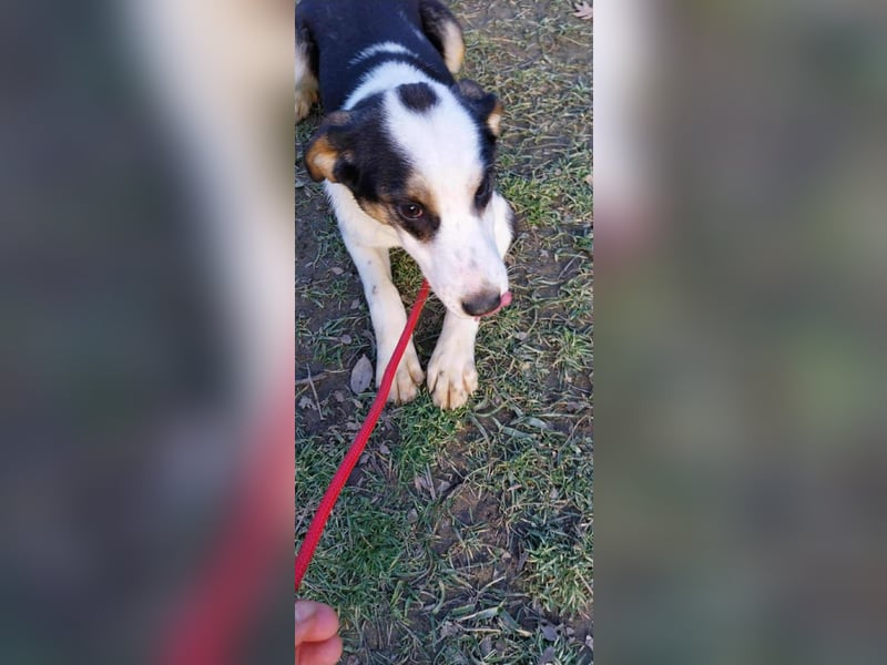 Bella, ca. Juli 2025 geboren, sucht warmes Körbchen