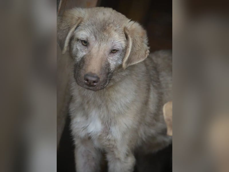 „Socke“, ca. 10.2024 geboren, sehr lieber Rüde, hat Plattfüßchen