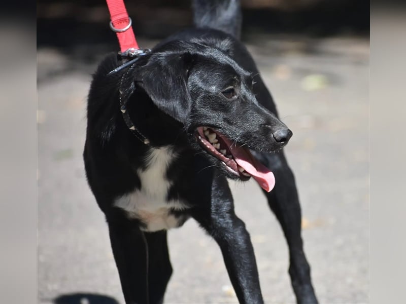 Lieber, verträglicher Rüde „Toni“, ca. 06.2023 geboren