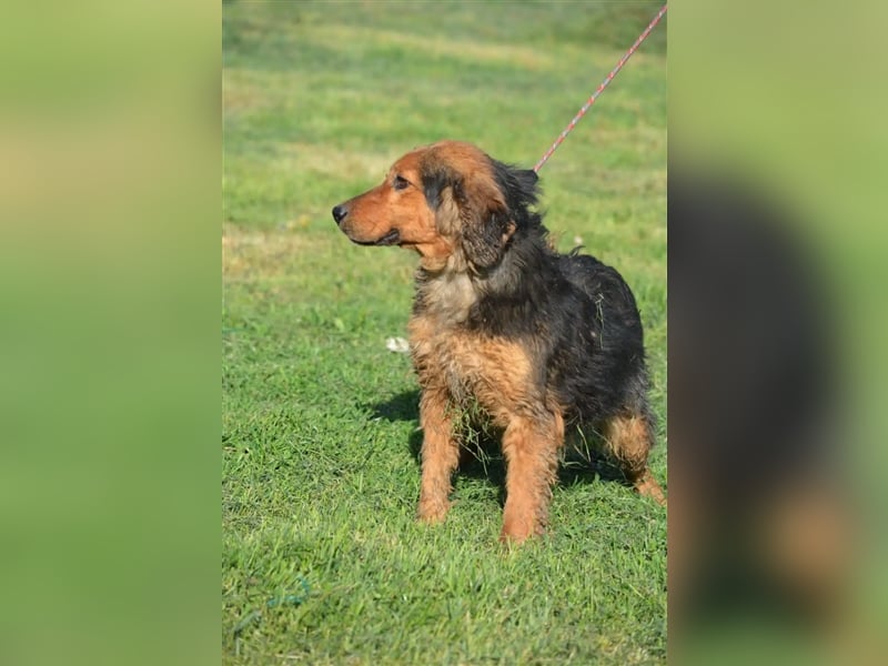 Sehr lieber, sanfter und ruhiger Rüde „Dusko“, ca. 2021 geboren, gut verträglich