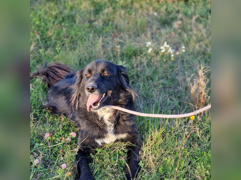 Meda - Aktiver Rüde, geb. 2021, sucht Zuhause