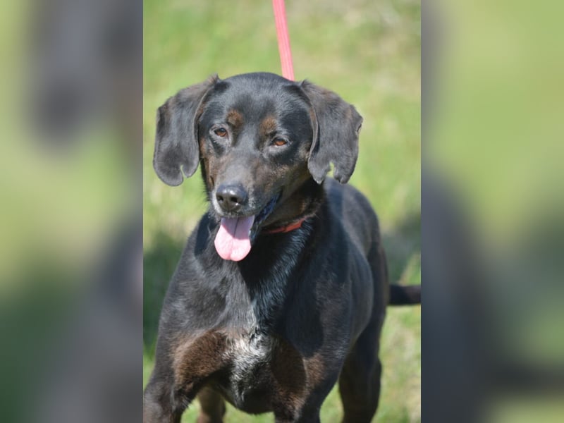 Aufmerksame, sehr liebe und absolut menschenbezogene Hündin „Leni“, ca. 2021 geboren.