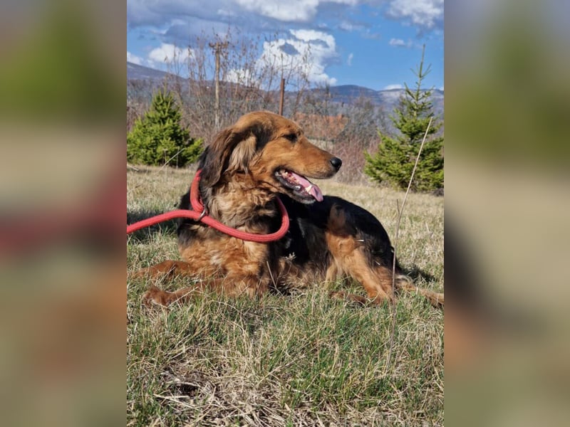 Sehr lieber, anhänglicher und menschenbezogener Rüde „Dusko“, ca. 2021 geboren