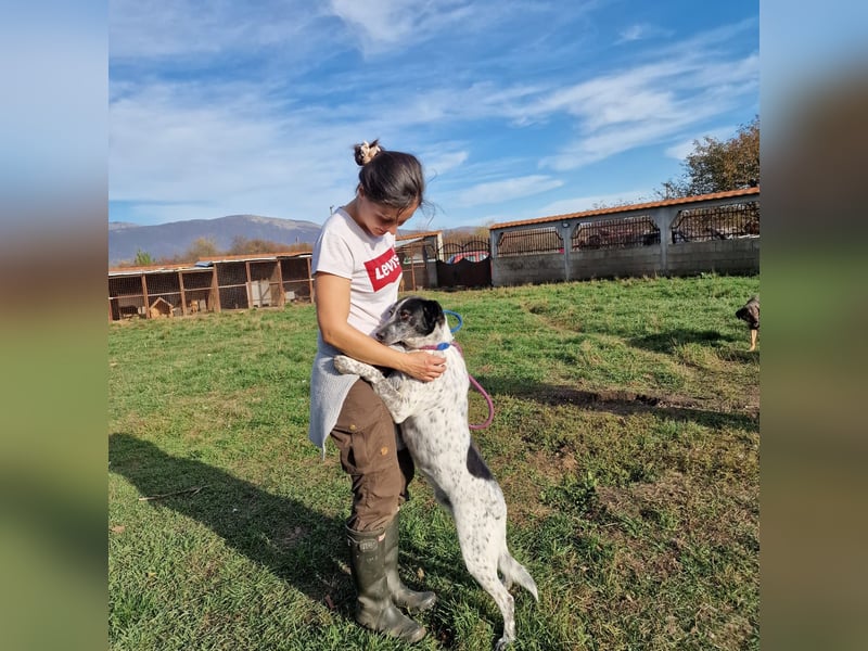 Rajko - Menschenbezogener und anhänglicher Rüde, ca. 2020 geboren