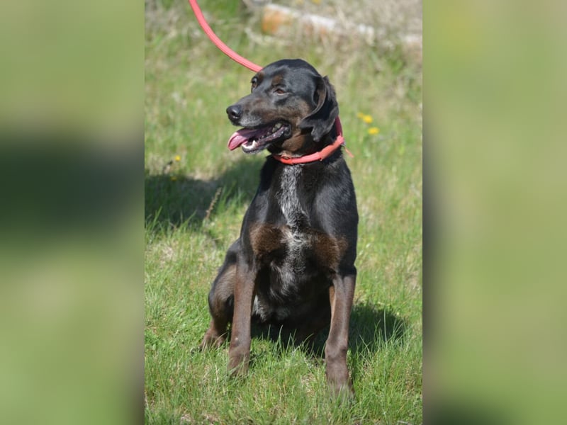 Aufmerksame, sehr liebe und absolut menschenbezogene Hündin „Leni“, ca. 2021 geboren.