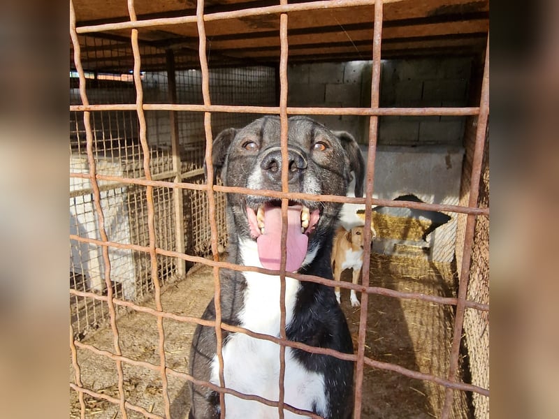 „Tom“, ca. 2021 geb., sehr zurückhaltend, ruhig, sucht Halter mit Hundeverstand, gut verträglich