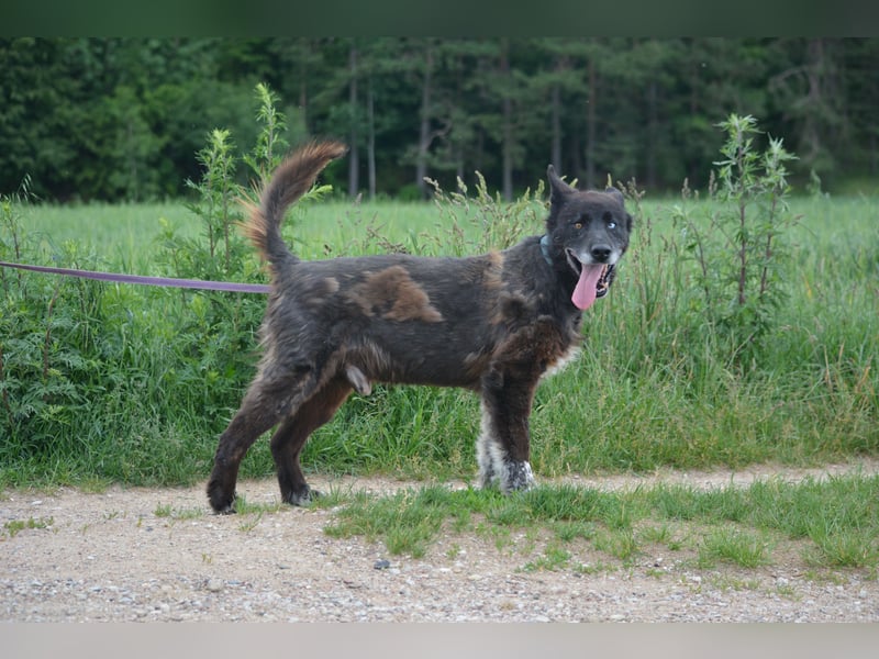 Ein ganz besonderer Hund, Madi, ca. 2020 geboren. Lieber anhänglicher Rüde