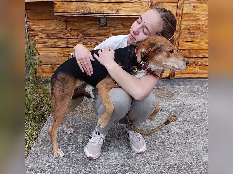 „Katy“, liebe, ruhige und sensible Hündin, gut verträglich, ca. 2018/2019 geb.