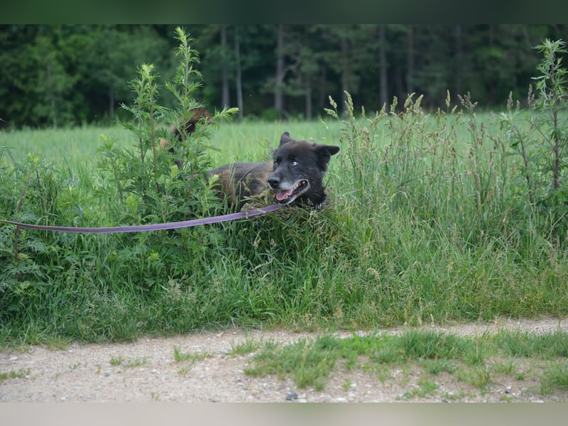 Ein ganz besonderer Hund, Madi, ca. 2020 geboren. Lieber anhänglicher Rüde