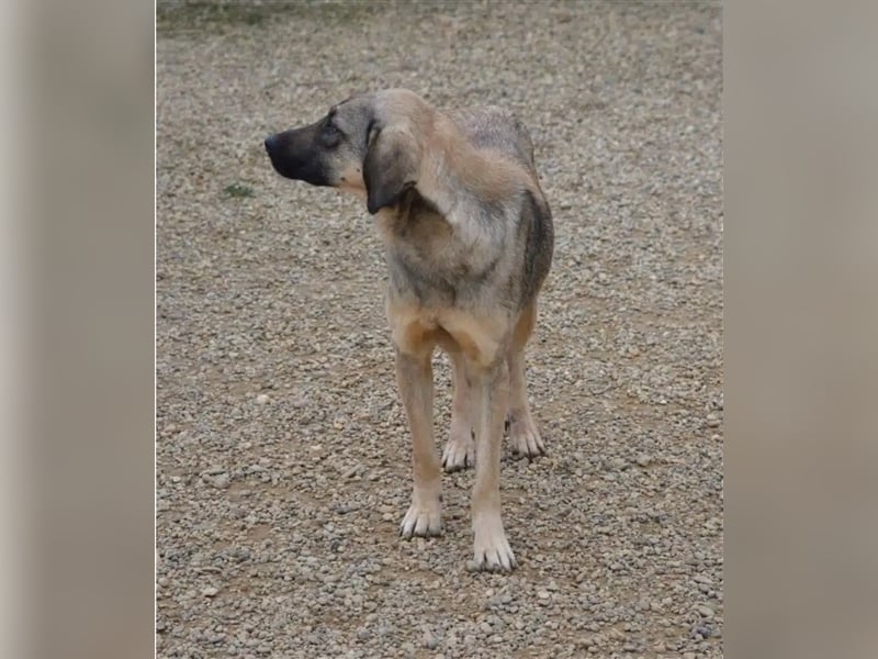 „Celia“, kleine gut verträgliche Hündin, zurückhaltend, lieb, ca. 2022/2023 geboren