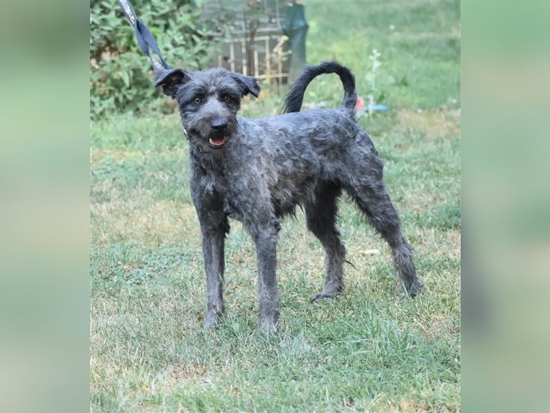 Lieber Schnauzer-Mischling „Jupiter“, ca. 2021 geboren, sucht eine neue Aufgabe.