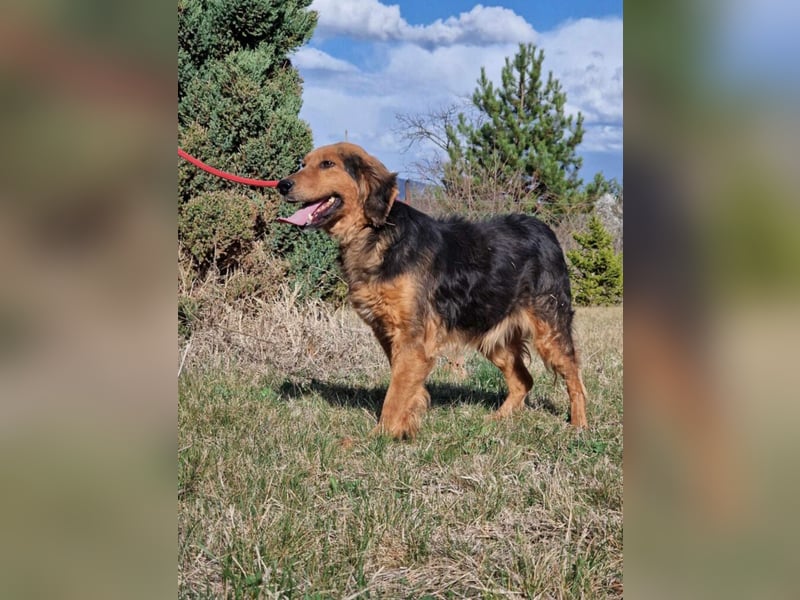 Sehr lieber, anhänglicher und menschenbezogener Rüde „Dusko“, ca. 2021 geboren