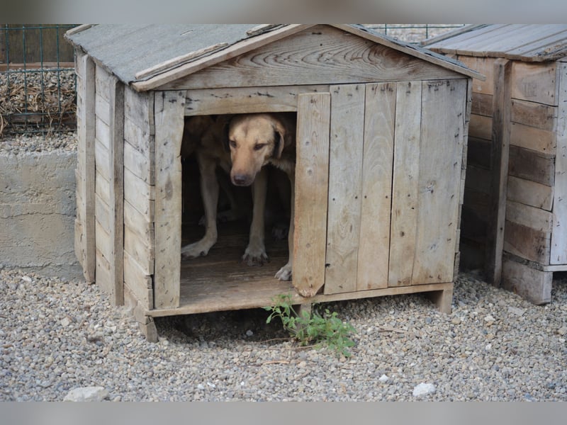 „Sandrine“, ca. 10.2024 geboren, sehr lieb