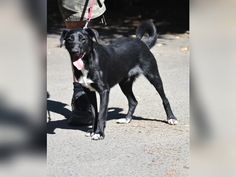 Lieber, verträglicher Rüde „Toni“, ca. 06.2023 geboren