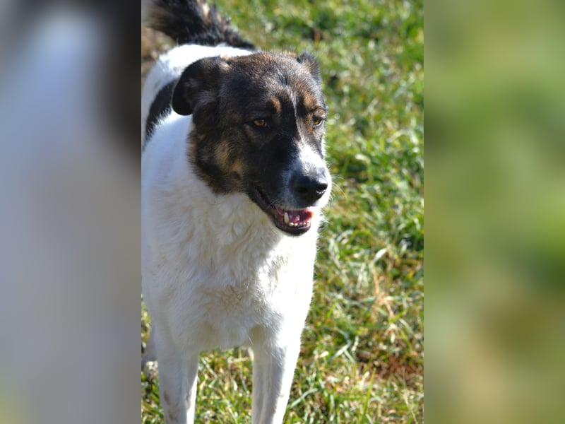 Traumhund „Shar“, kastriert, gut verträglich, kinderlieb, geht gut an der Leine