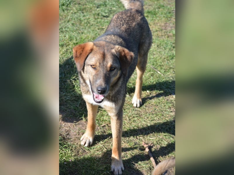 Gut verträglicher Mischlingsrüde „Wolfi“, ca. 2023 geboren, verspielt, aktiv, neuierig.