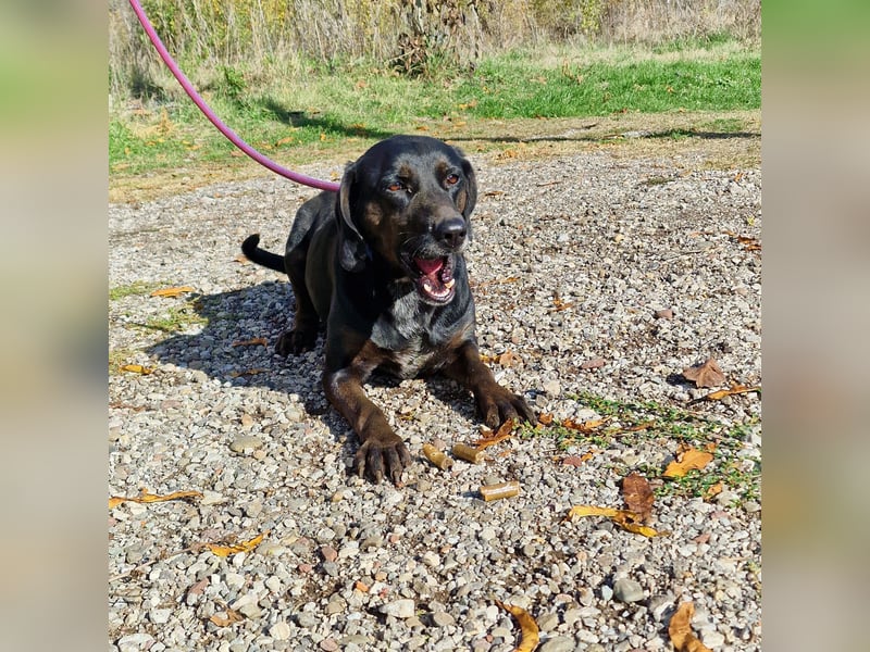 Aufmerksame, sehr liebe und absolut menschenbezogene Hündin „Leni“, ca. 2021 geboren.