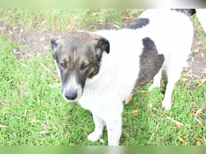 Traumhund „Shar“, kastriert, gut verträglich, kinderlieb, geht gut an der Leine