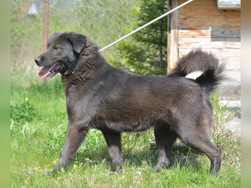MOLLY, ca. 2022 geboren, sucht ein stabiles Zuhause