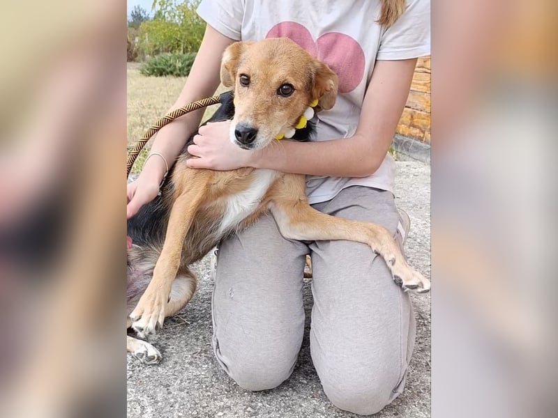 „Katy“, liebe, ruhige und sensible Hündin, gut verträglich, ca. 2018/2019 geb.