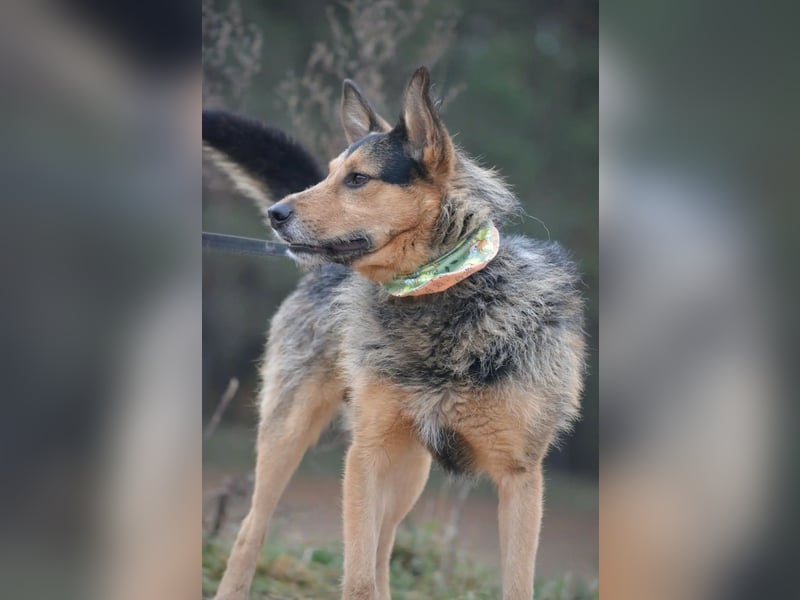 Lieber aufgeweckter Rüde TERRY, ca. 2021 geboren, sehr menschenbezogen, freundlich und verschmust