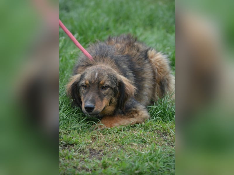 „Rudi“, ca. 01.2024 geboren, gut verträglich, noch sehr ängstlich. Braucht Sicherheit.