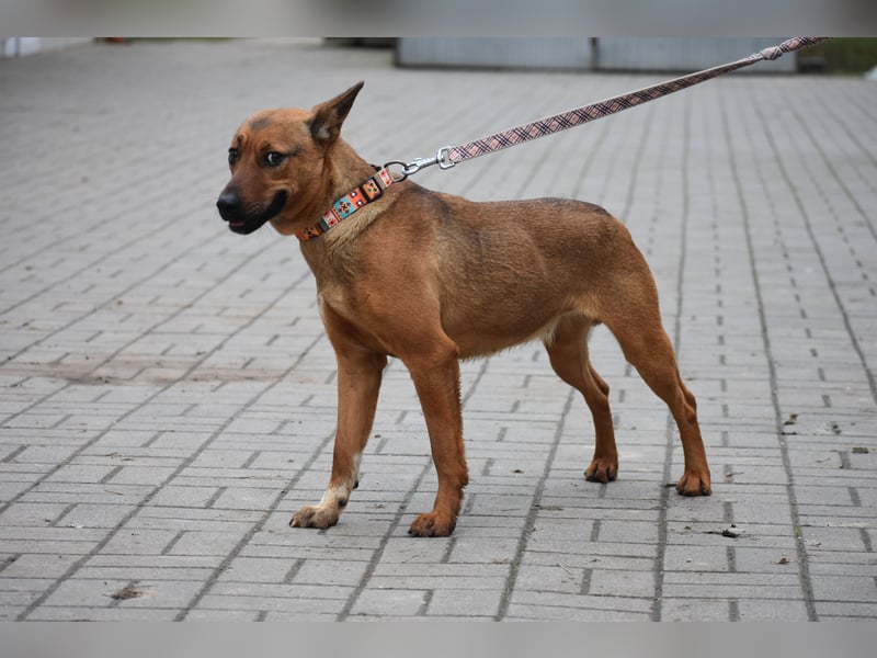 Aktive Hündin "Arabella", geboren 15.01.2025, sucht Zuhause
