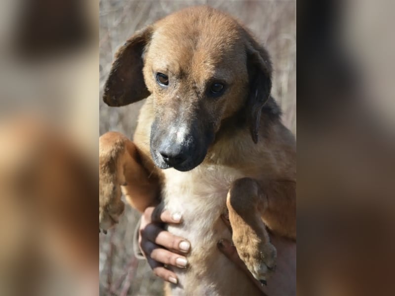Nico - Kleiner Rüde, ca. 2,5 Jahre alt, noch zurückhaltend, sucht stabiles Zuhause, gern Zweithund