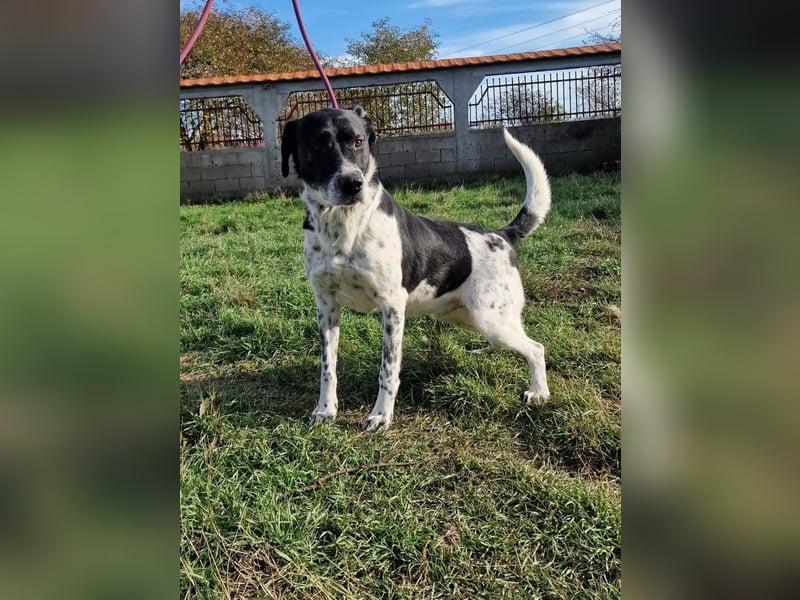 Blacky - Kinderlieber und verträglicher Rüde, geb. ca. 2019, wartet seit 4 Jahren vergeblich