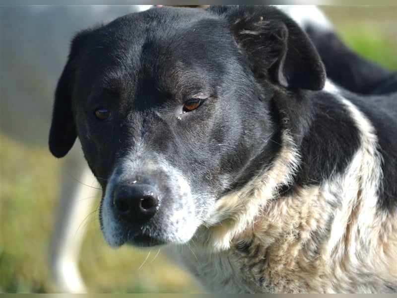 Blacky - Kinderlieber und verträglicher Rüde, geb. ca. 2019, wartet seit 4 Jahren vergeblich