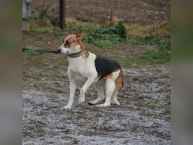 Liebe, noch unsichere und etwas ängstliche Hündin SENNA, ca. 2022 geboren, SEHR LIEB
