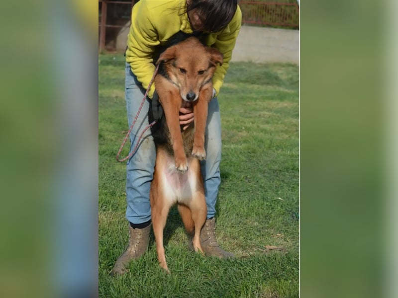 „Katy“, liebe, ruhige und sensible Hündin, gut verträglich, ca. 2018/2019 geb.