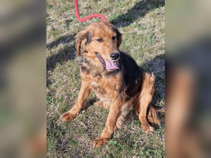 Sehr lieber, anhänglicher und menschenbezogener Rüde „Dusko“, ca. 2021 geboren