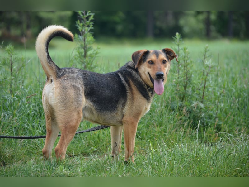"Barney“, ca. 2022 geboren. Lebensfroh, liebt Spaziergänge, gut verträglich