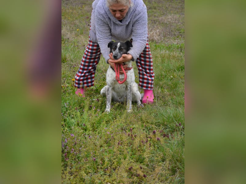 Rajko - Menschenbezogener und anhänglicher Rüde, ca. 2020 geboren