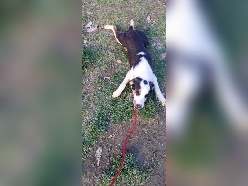 Bella, ca. Juli 2025 geboren, sucht warmes Körbchen
