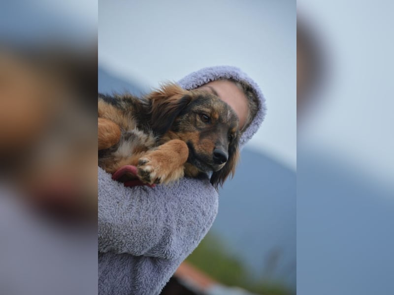 „Rudi“, ca. 01.2024 geboren, gut verträglich, noch sehr ängstlich. Braucht Sicherheit.